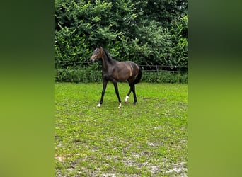 Hanoverian, Stallion, 2 years, 17,1 hh, Bay-Dark