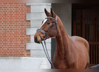 Hanoverian, Stallion, 2 years, 17,1 hh, Brown