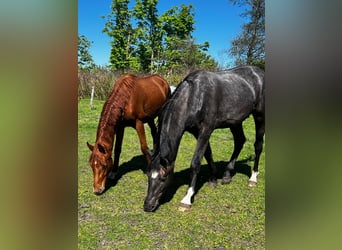 Hanoverian, Stallion, 2 years, 17,1 hh, Gray-Dark-Tan
