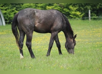 Hanoverian, Stallion, 2 years, 17,1 hh, Gray-Dark-Tan