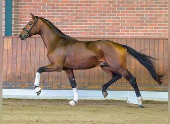 Hanoverian, Stallion, 2 years, Bay-Dark