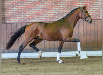 Hanoverian, Stallion, 2 years, Bay-Dark