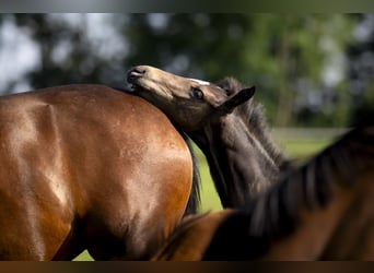 Hanoverian, Stallion, 2 years, Bay-Dark