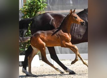 Hanoverian, Stallion, 2 years, Bay-Dark