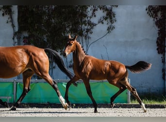 Hanoverian, Stallion, 2 years, Bay