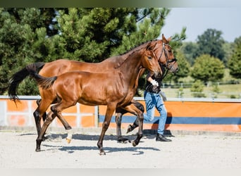 Hanoverian, Stallion, 2 years, Bay