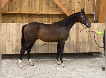 Hanoverian, Stallion, 2 years, Bay