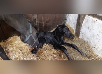 Hanoverian, Stallion, 2 years, Black