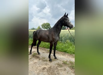 Hanoverian, Stallion, 2 years, Can be white