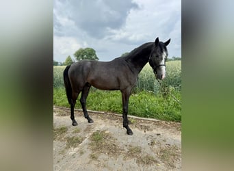Hanoverian, Stallion, 2 years, Can be white