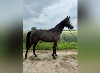 Hanoverian, Stallion, 2 years, Can be white