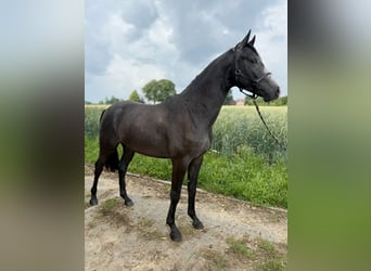 Hanoverian, Stallion, 2 years, Can be white