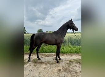 Hanoverian, Stallion, 2 years, Can be white