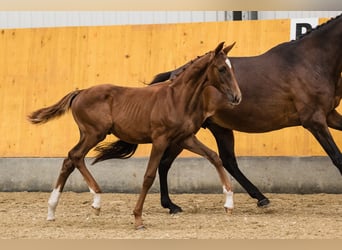 Hanoverian, Stallion, 2 years, Chestnut