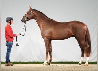 Hanoverian, Stallion, 2 years, Chestnut