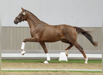 Hanoverian, Stallion, 2 years, Chestnut