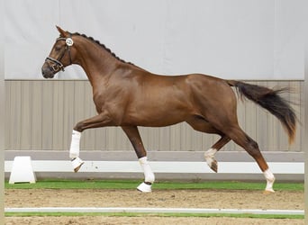 Hanoverian, Stallion, 2 years, Chestnut