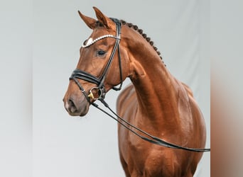 Hanoverian, Stallion, 2 years, Chestnut