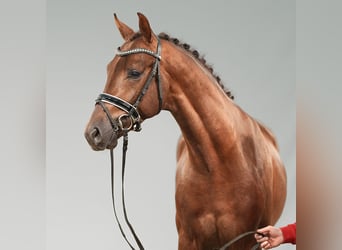 Hanoverian, Stallion, 2 years, Chestnut