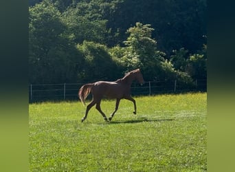 Hanoverian, Stallion, 2 years, Chestnut-Red