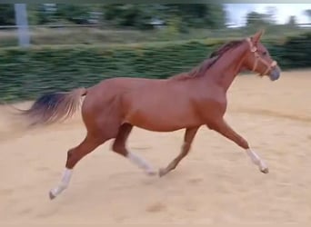 Hanoverian, Stallion, 2 years, Chestnut-Red