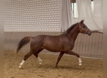 Hanoverian, Stallion, 2 years, Chestnut-Red