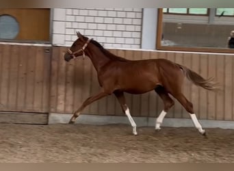 Hanoverian, Stallion, 2 years, Chestnut-Red