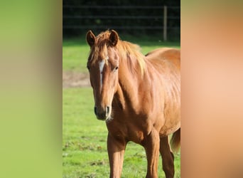 Hanoverian, Stallion, 2 years, Chestnut-Red