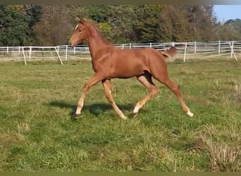 Hanoverian, Stallion, 2 years, Chestnut-Red