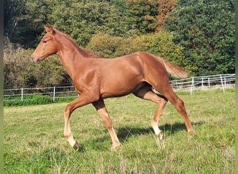 Hanoverian, Stallion, 2 years, Chestnut-Red