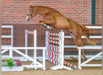 Hanoverian, Stallion, 2 years, Chestnut-Red