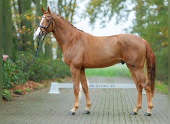 Hanoverian, Stallion, 2 years, Chestnut-Red