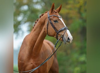 Hanoverian, Stallion, 2 years, Chestnut-Red