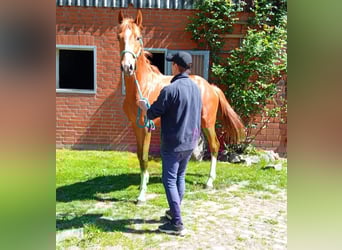 Hanoverian, Stallion, 2 years, Chestnut-Red