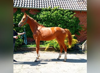 Hanoverian, Stallion, 2 years, Chestnut-Red