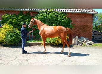 Hanoverian, Stallion, 2 years, Chestnut-Red