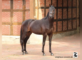 Hanoverian, Stallion, 2 years