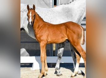 Hanoverian, Stallion, 2 years, Gray-Red-Tan