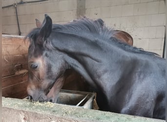 Hanoverian, Stallion, 2 years, Gray