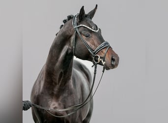 Hanoverian, Stallion, 2 years, Smoky-Black