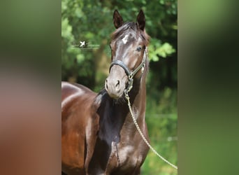 Hanoverian, Stallion, 2 years, Smoky-Black