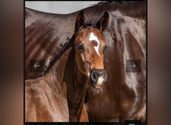 Hanoverian, Stallion, 2 years, Smoky-Black
