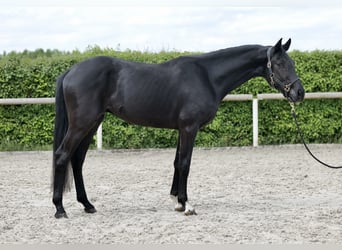 Hanoverian, Stallion, 3 years, 15.1 hh, Smoky-Black