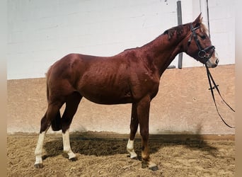 Hanoverian, Stallion, 3 years, 15,2 hh, Chestnut-Red