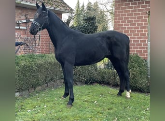 Hanoverian, Stallion, 3 years, 15.3 hh, Black