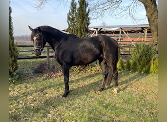 Hanoverian, Stallion, 3 years, 15.3 hh, Black