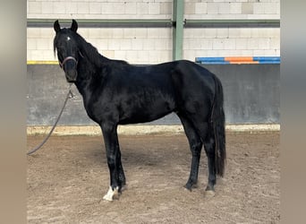 Hanoverian, Stallion, 3 years, 15,2 hh, Black