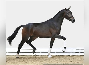 Hanoverian, Stallion, 3 years, 16.1 hh, Bay-Dark