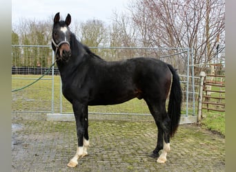 Hanoverian, Stallion, 3 years, 16.1 hh, Bay-Dark