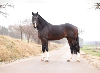 Hanoverian, Stallion, 3 years, 16.1 hh, Bay-Dark
